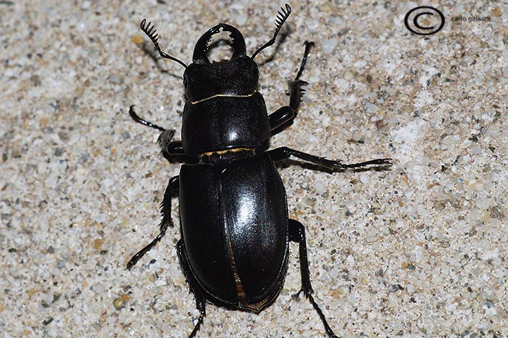 Cervo volante... l''altro (Lucanus tetraodon)